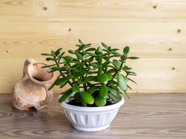 Jade plant for indoors