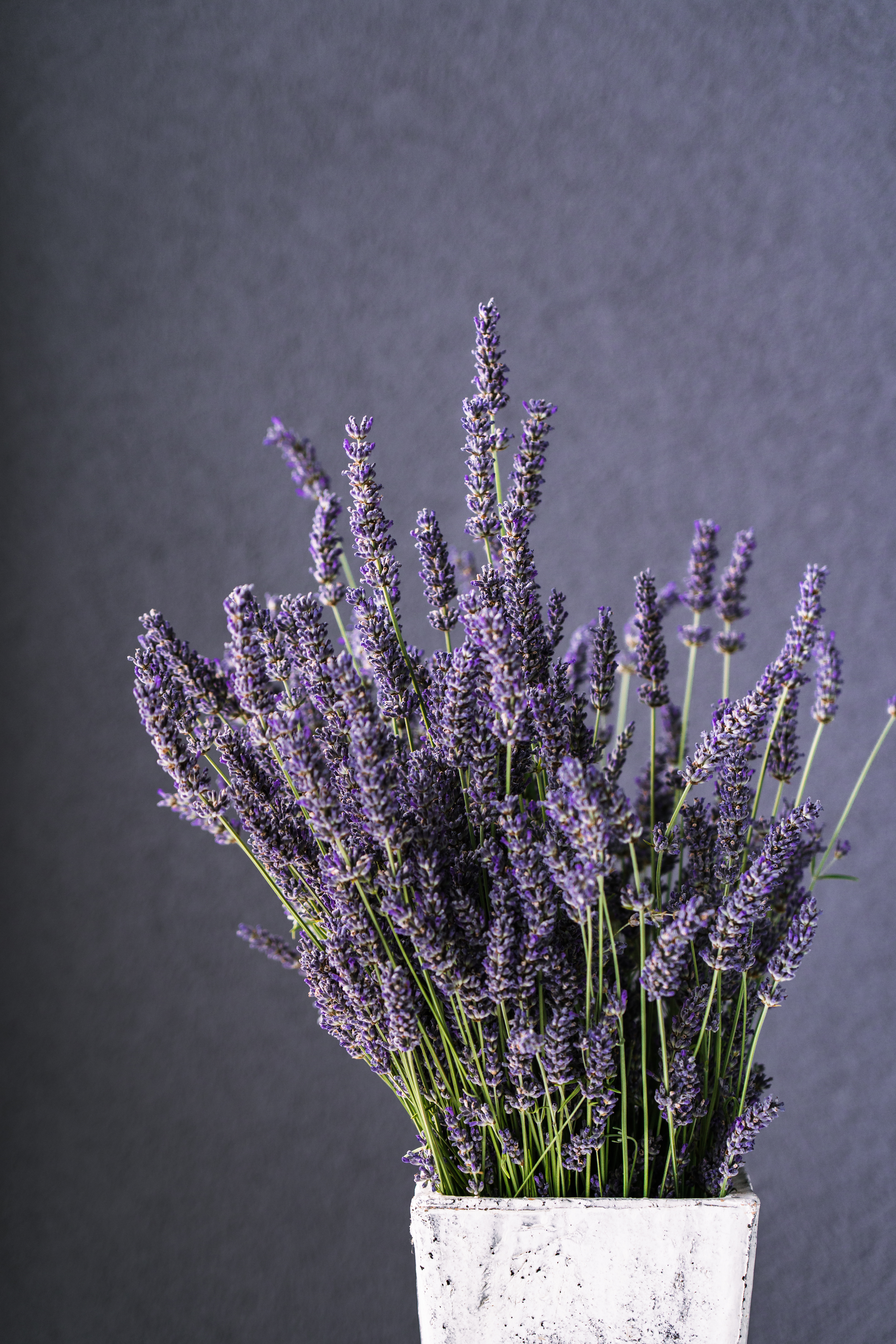 Indoor Lavender in a pot