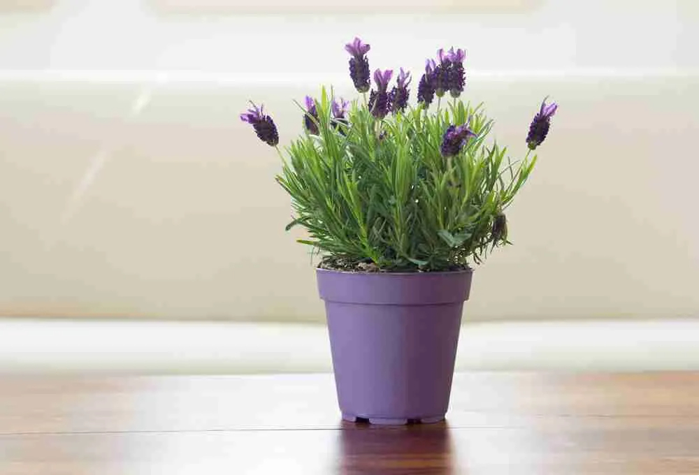 Lavender indoor plant
