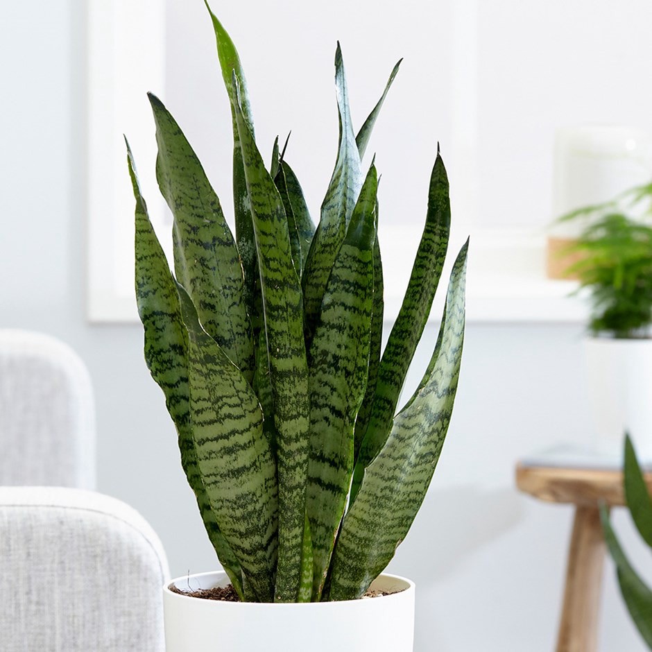 Snake plant for indoors
