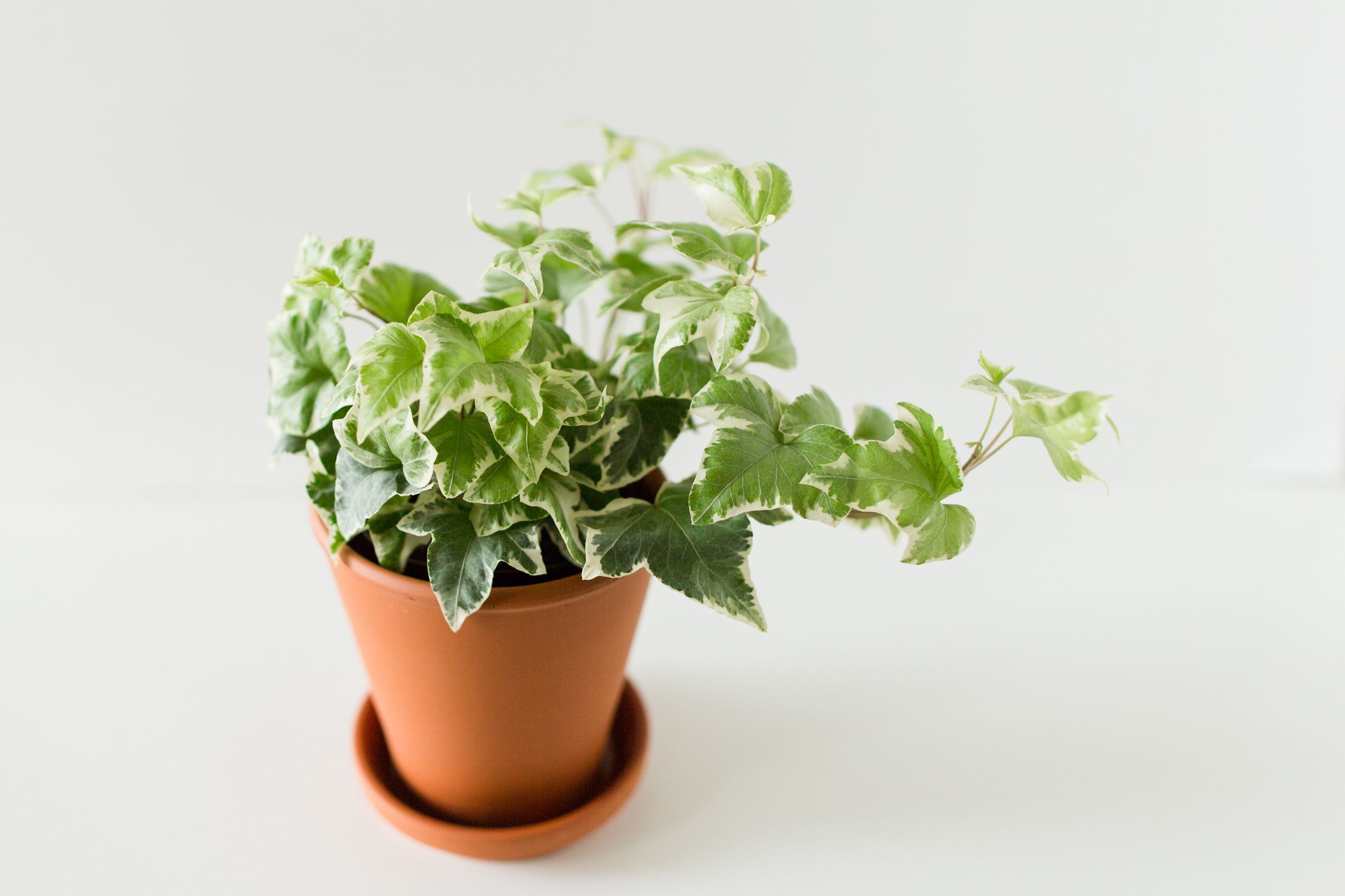 English Ivy indoor plant