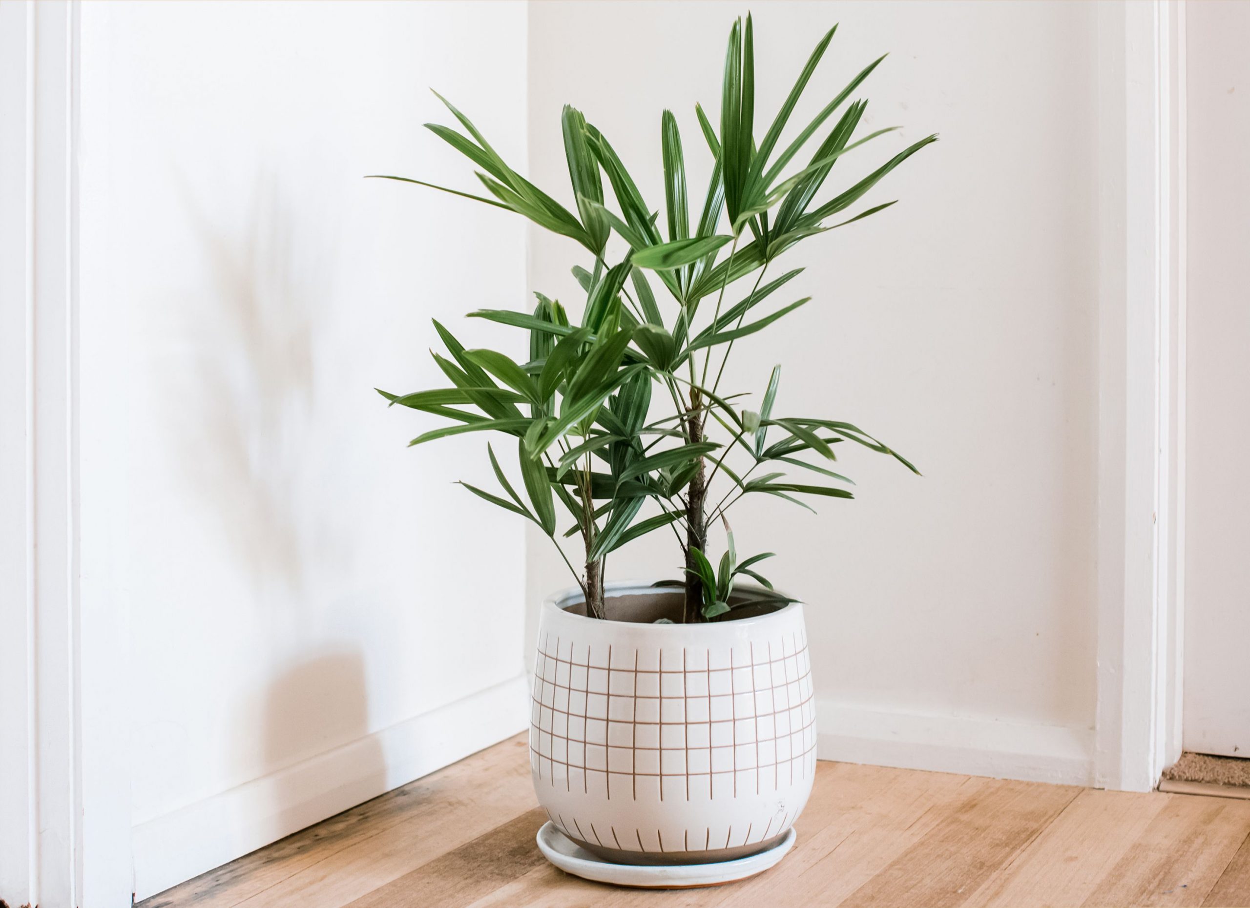 Lady palm indoor plant