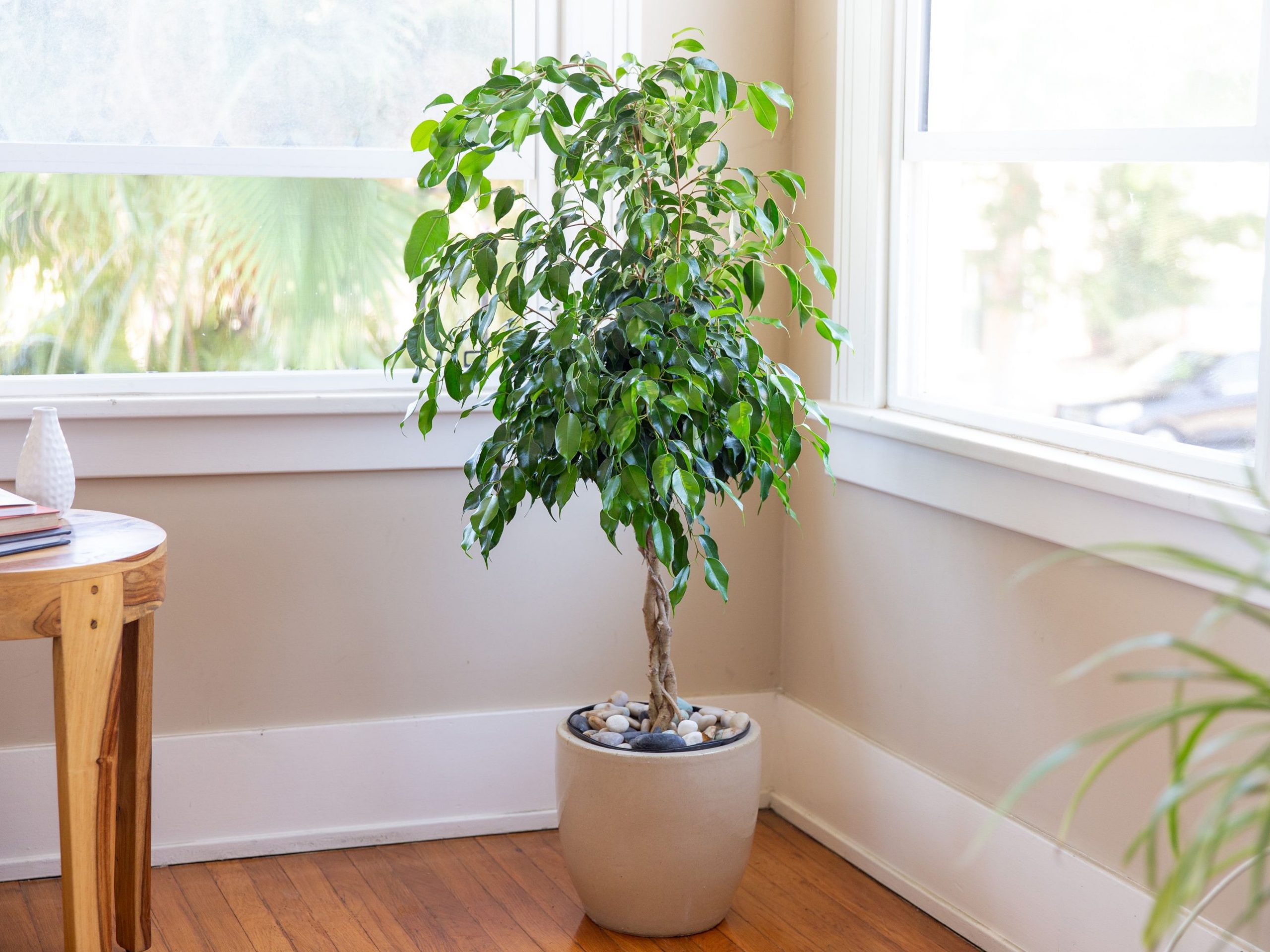 Ficus indoor plant