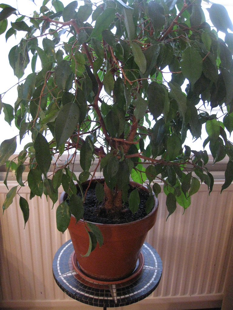 Potted Weeping Ficus plant