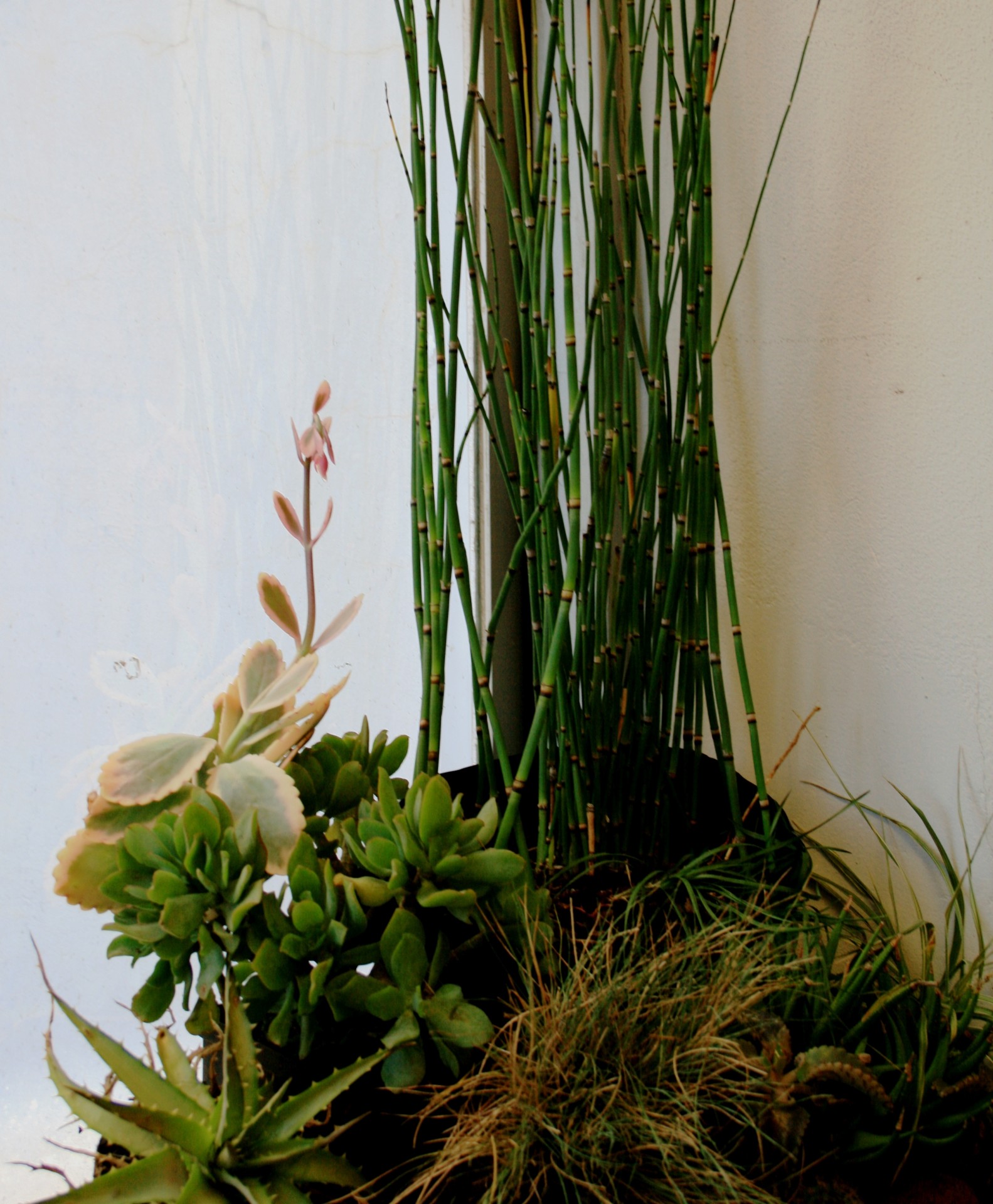 Horsetail indoor plant