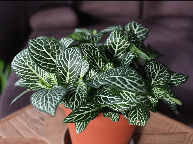 Fittonia indoor plant