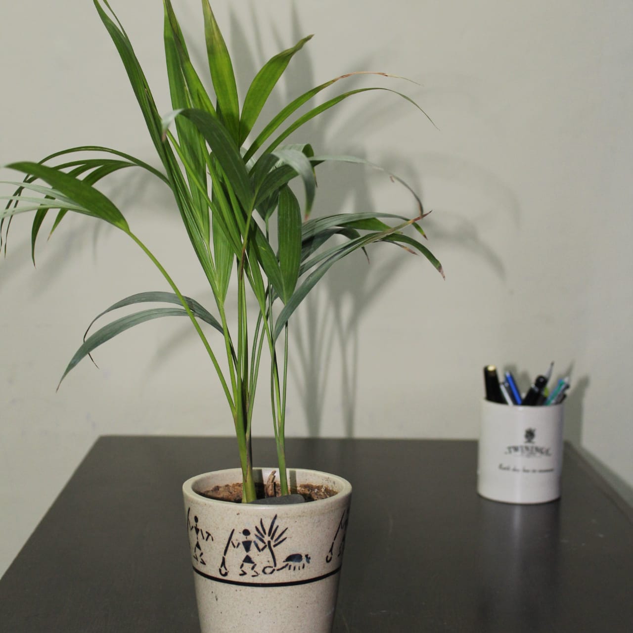 Potted areca palm