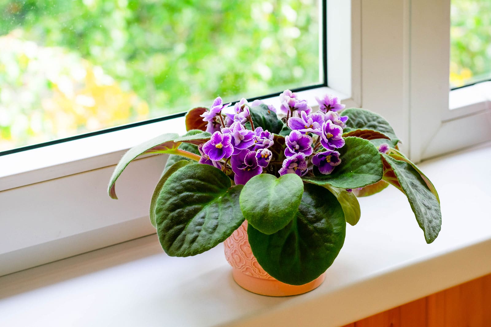 African violets indoor plant