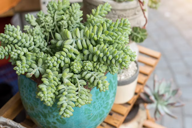 Donkey's tail indoor plant