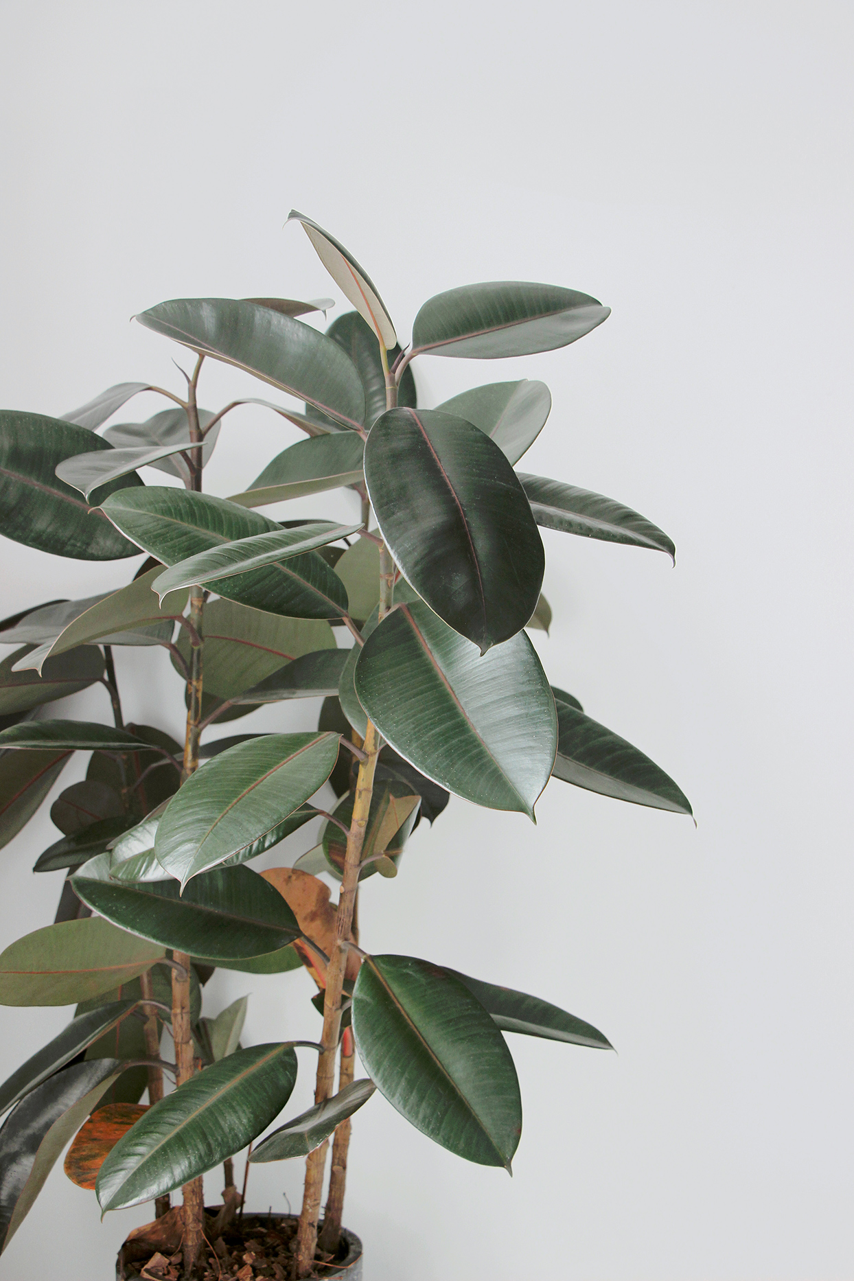 Rubber plant for indoors