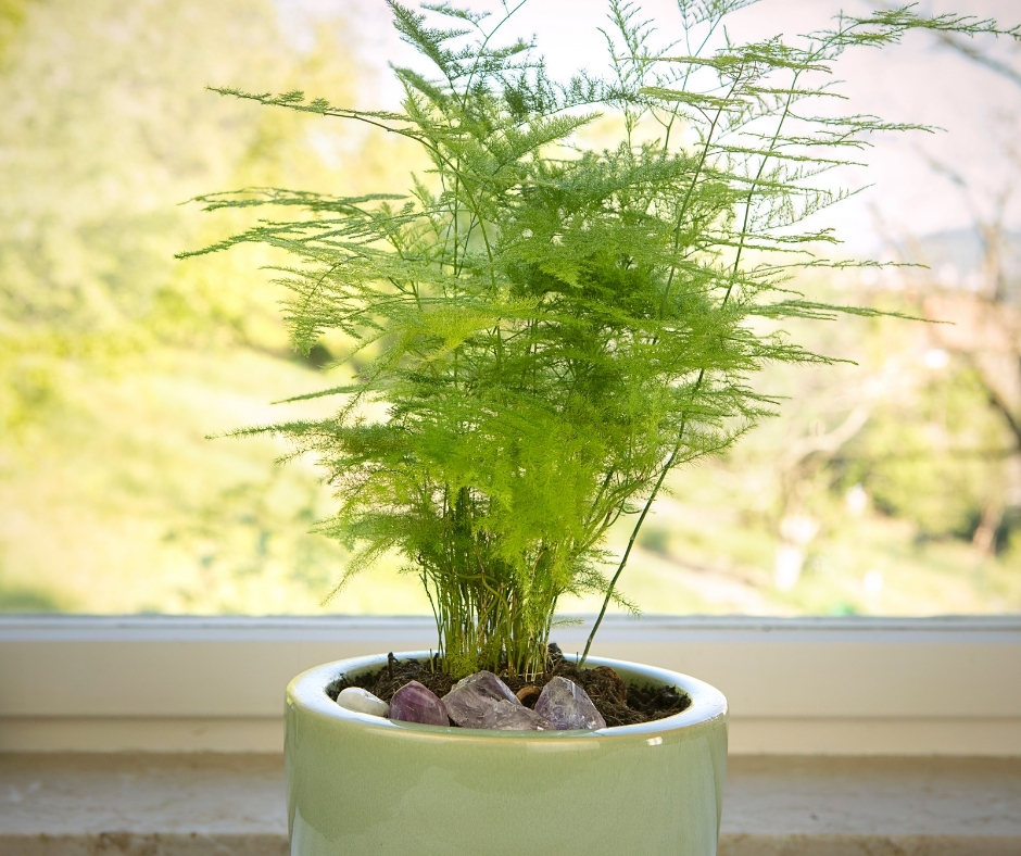 Asparagus indoor plant
