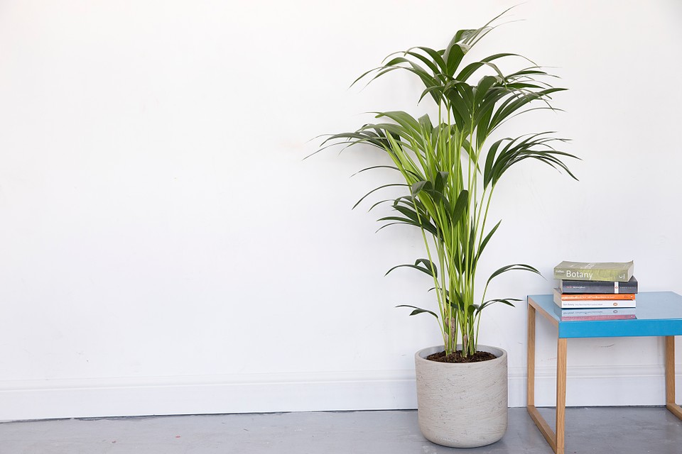 Kentia palm ndoor plant