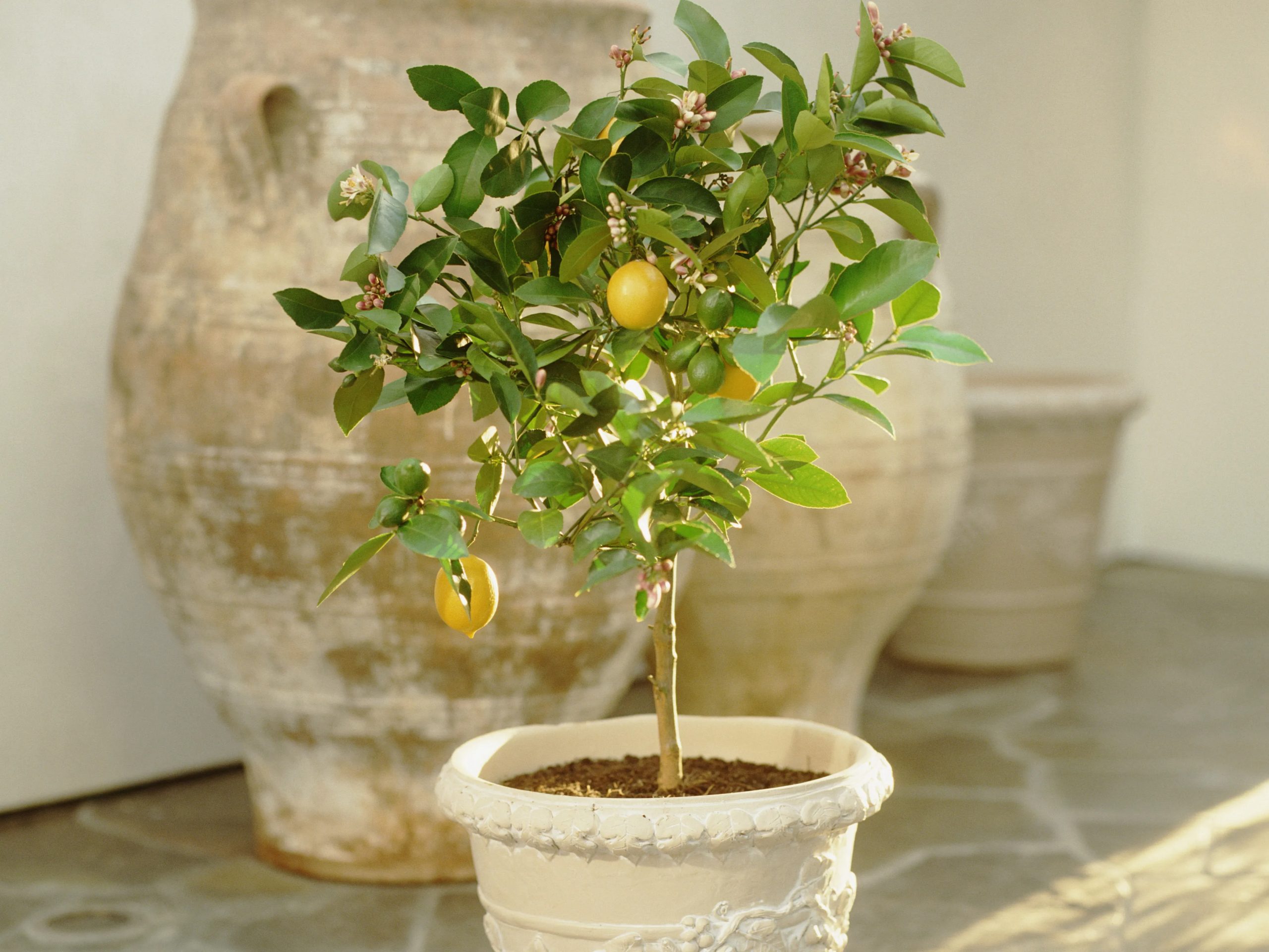 Citrus tree indoor plant