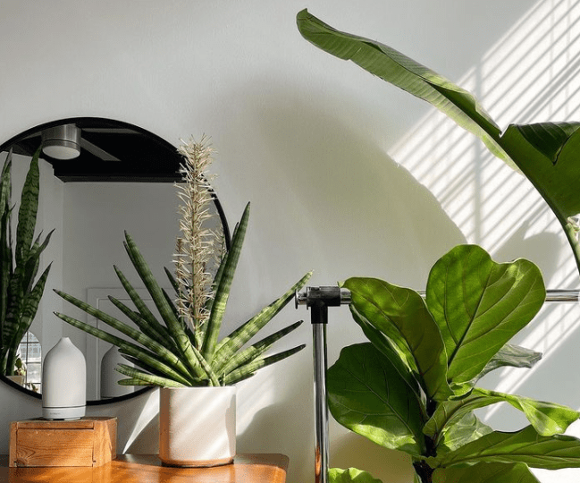 African spear indoor plant