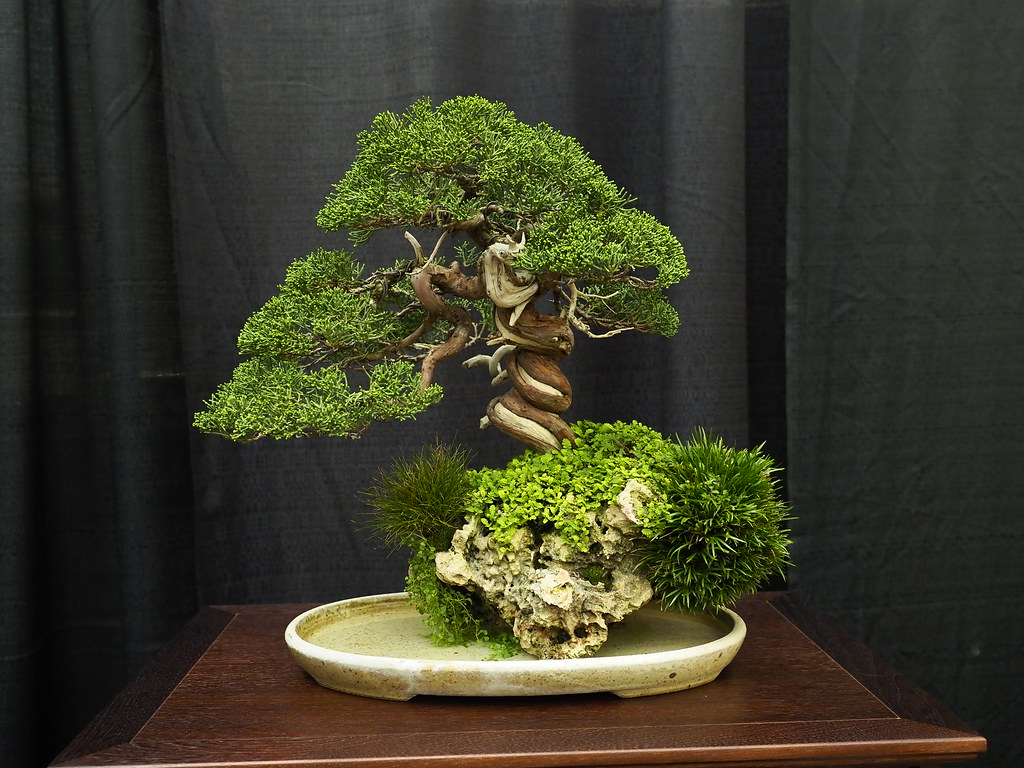 Juniper bonsai