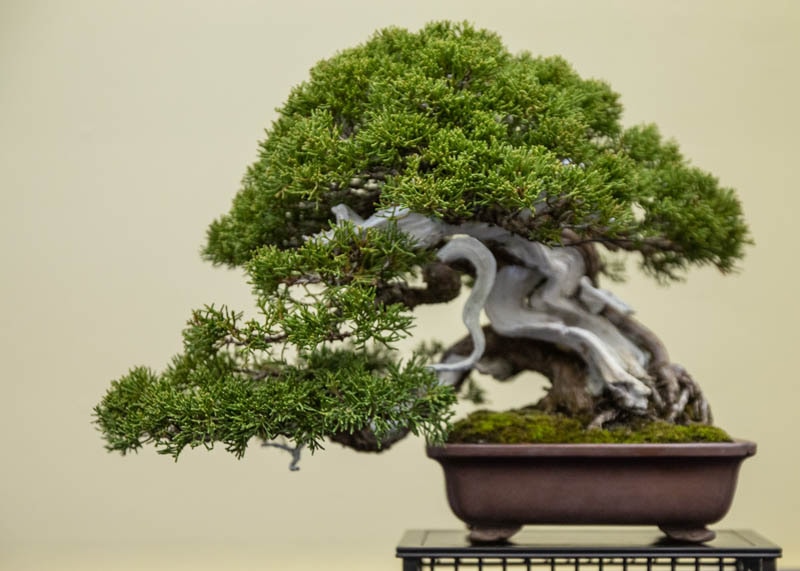 Juniper bonsai indoor plant