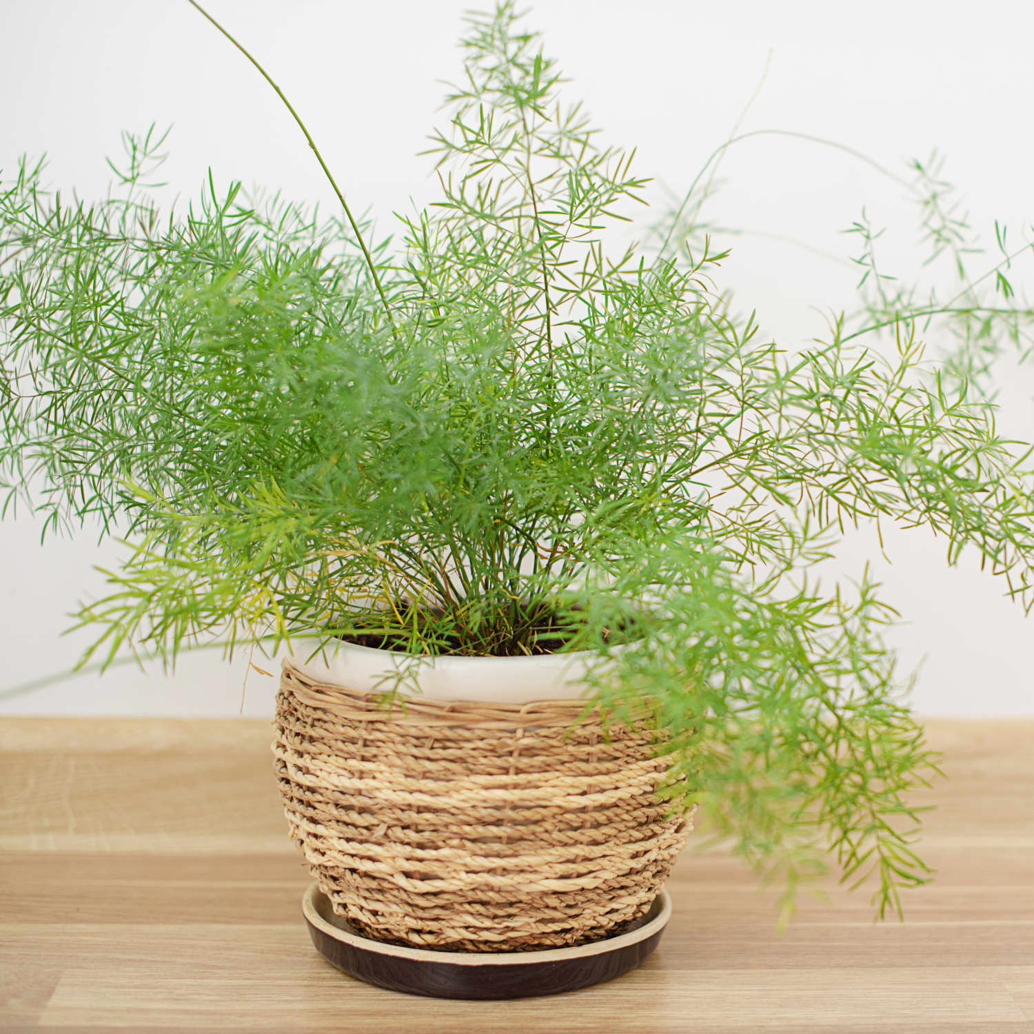 Asparagus fern indoor plant