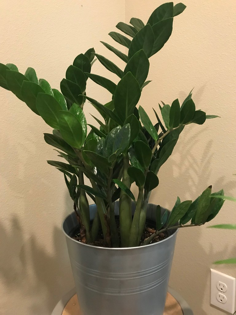 ZZ plant in a pot