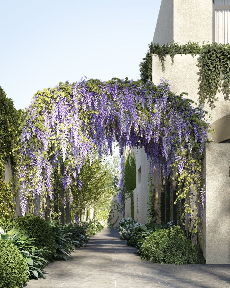 French garden design with Wisteria arbour