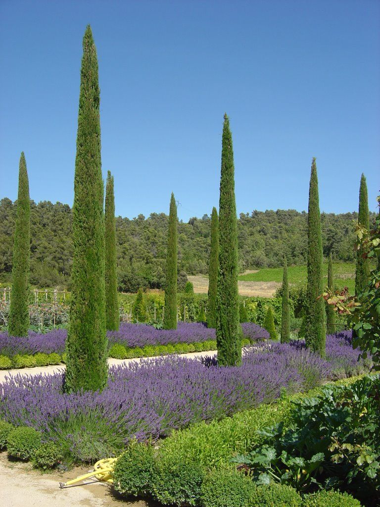 French garden design with groves of Cypress trees