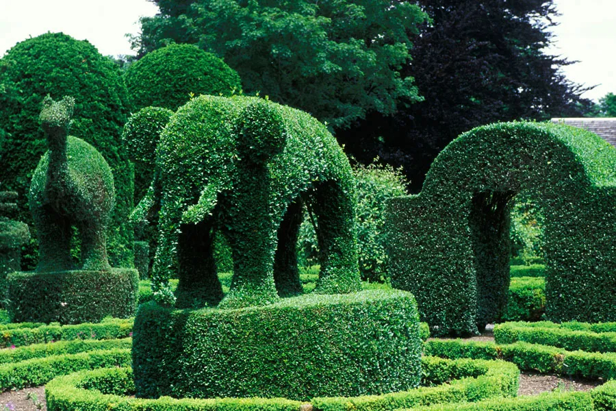 French garden design with big topiary
