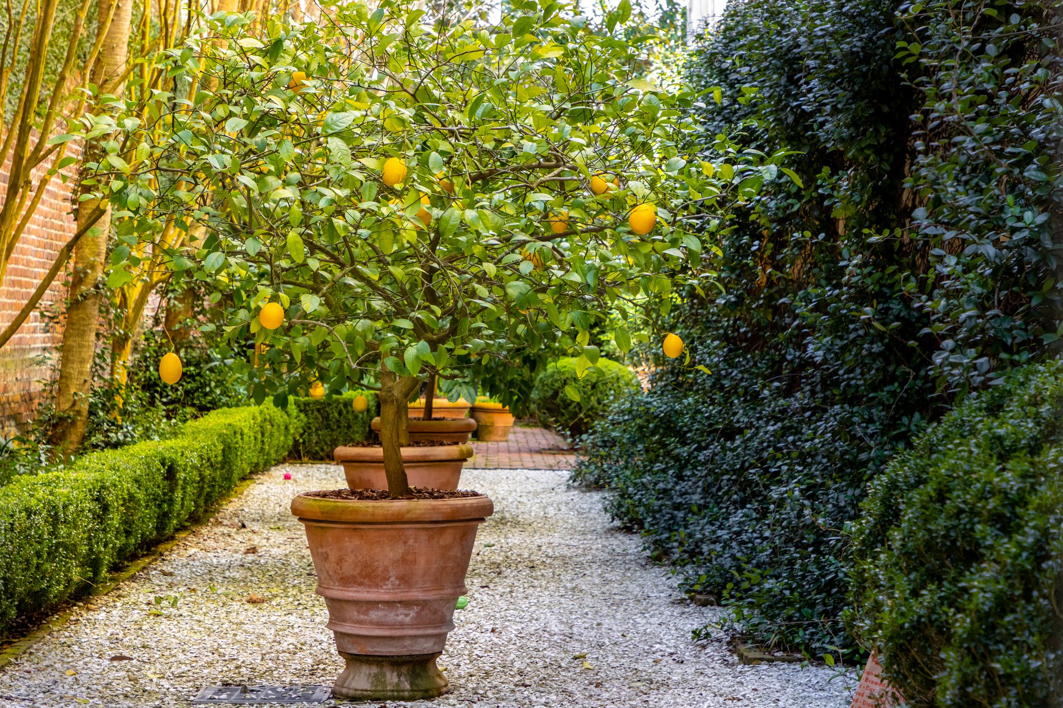 French garden design with citrus trees in pots