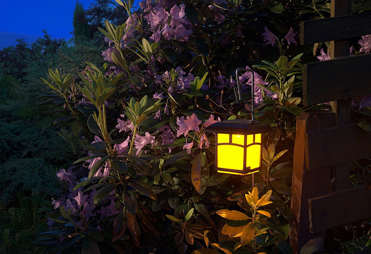 Shrubs with lit lantern at night