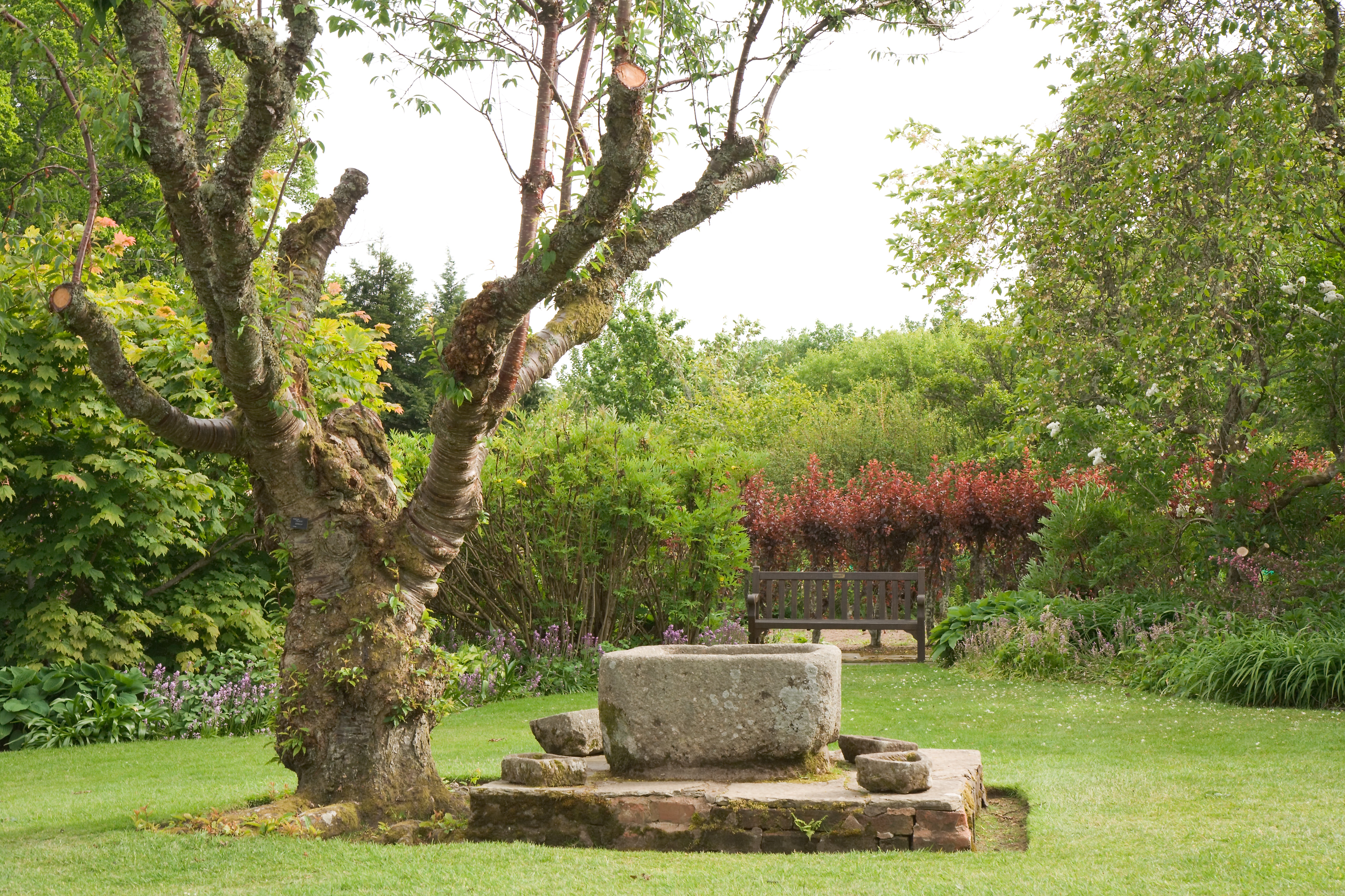 Crathes Castle garden tree
