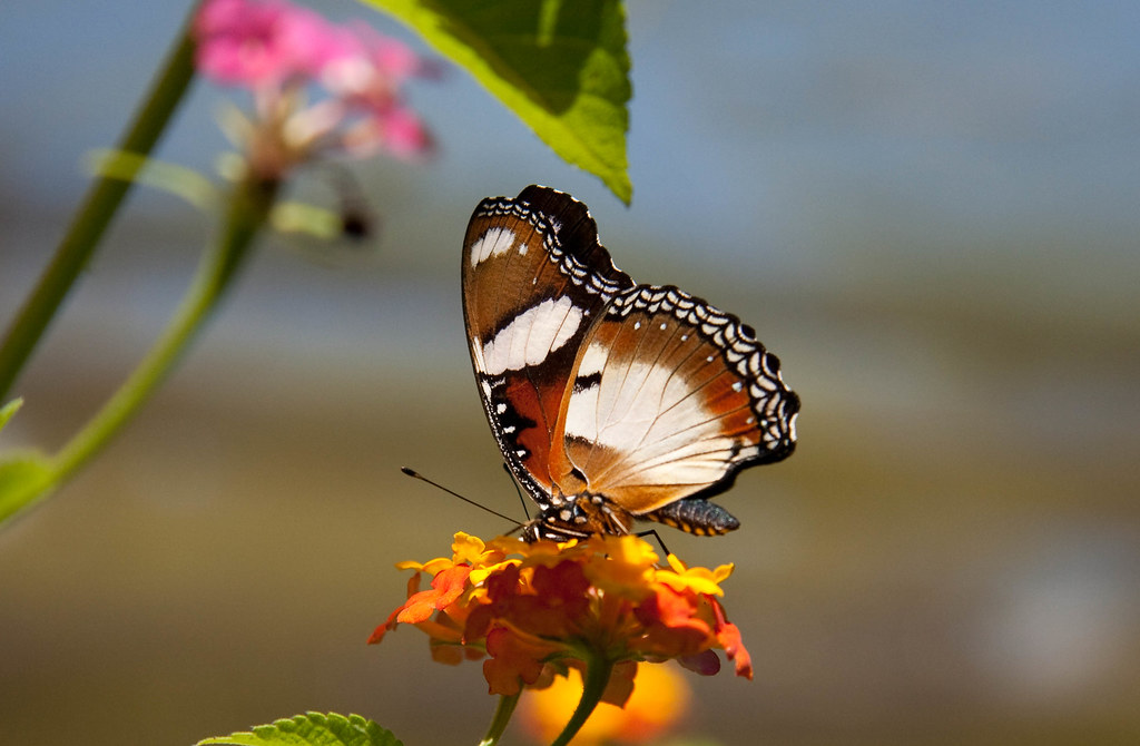 Close up shot of a still butterfly