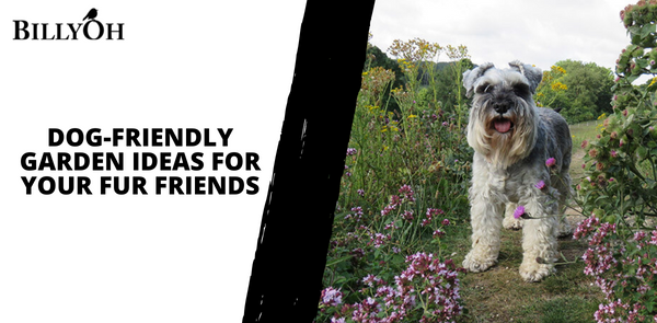 Dog-Friendly Garden Ideas For Your Fur Friends