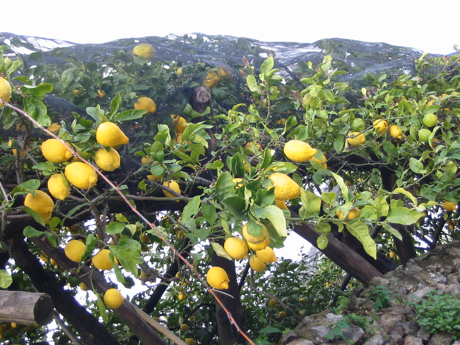 Lemon tree in an Italian garden