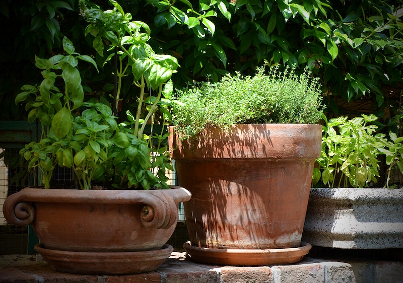 Potted herb garden in terracotta