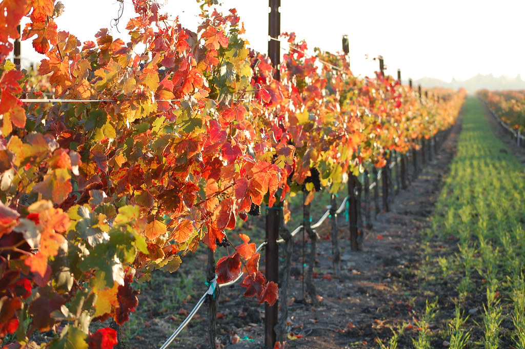 Early November in a late afternoon Napa, California vineyard.