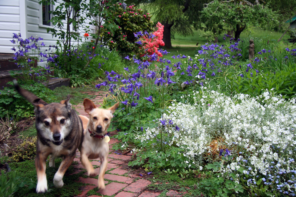 The two dogs run down the garden path
