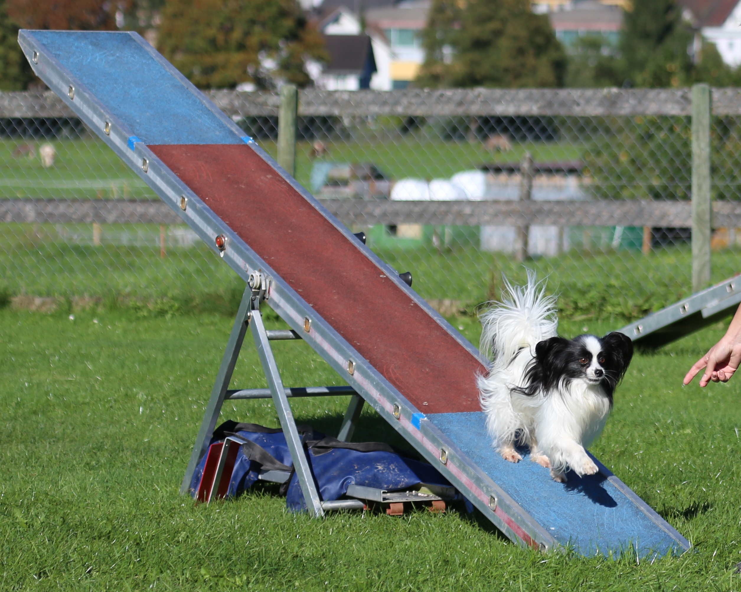 A small dog on an agility ramp