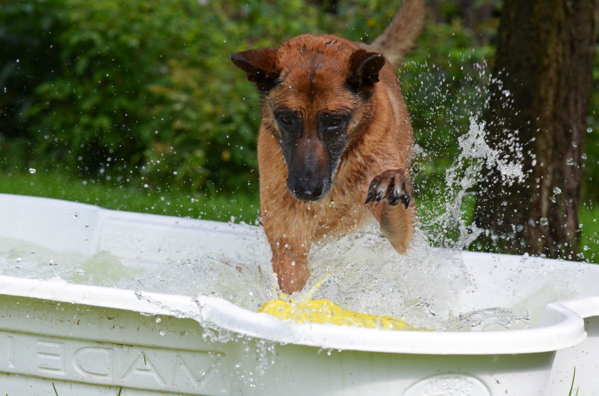 A dog on a paddle pool