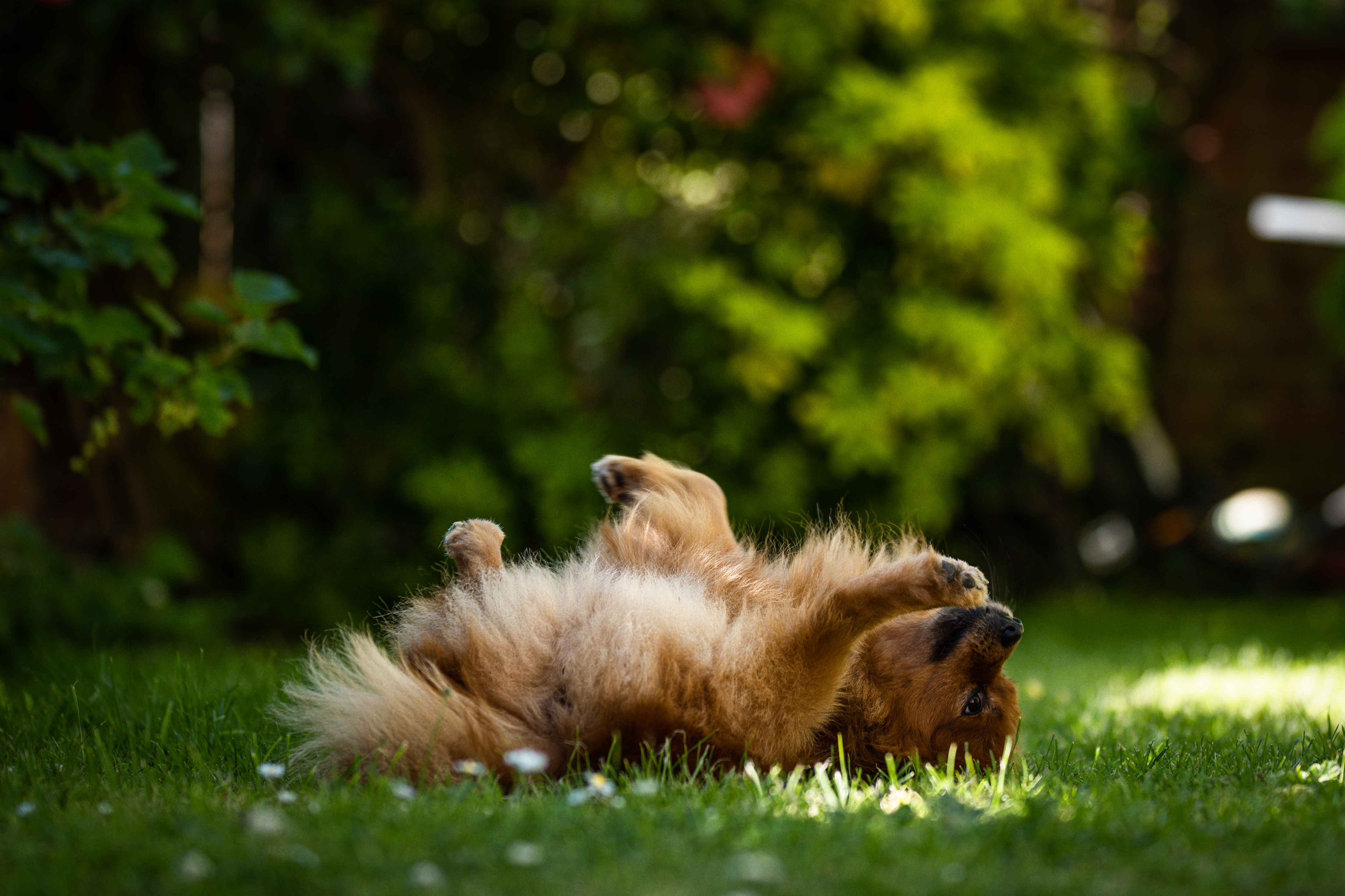 A brown dog lying on a green grass field