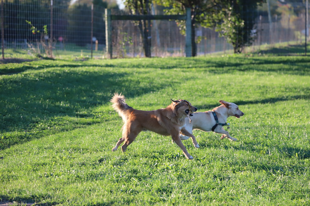 Dogs running at a dog park