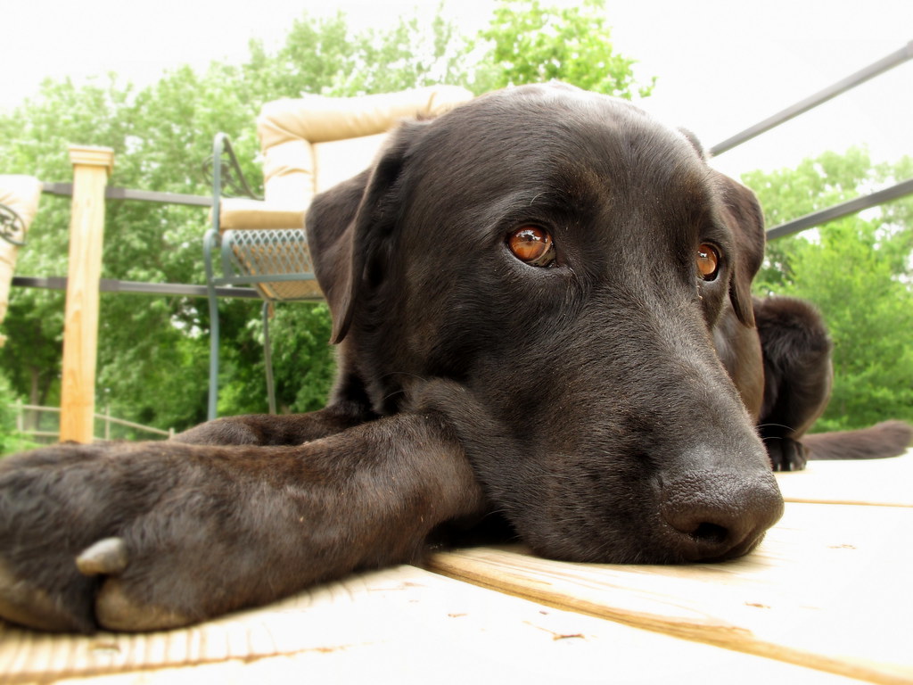 A dog resting on a deck