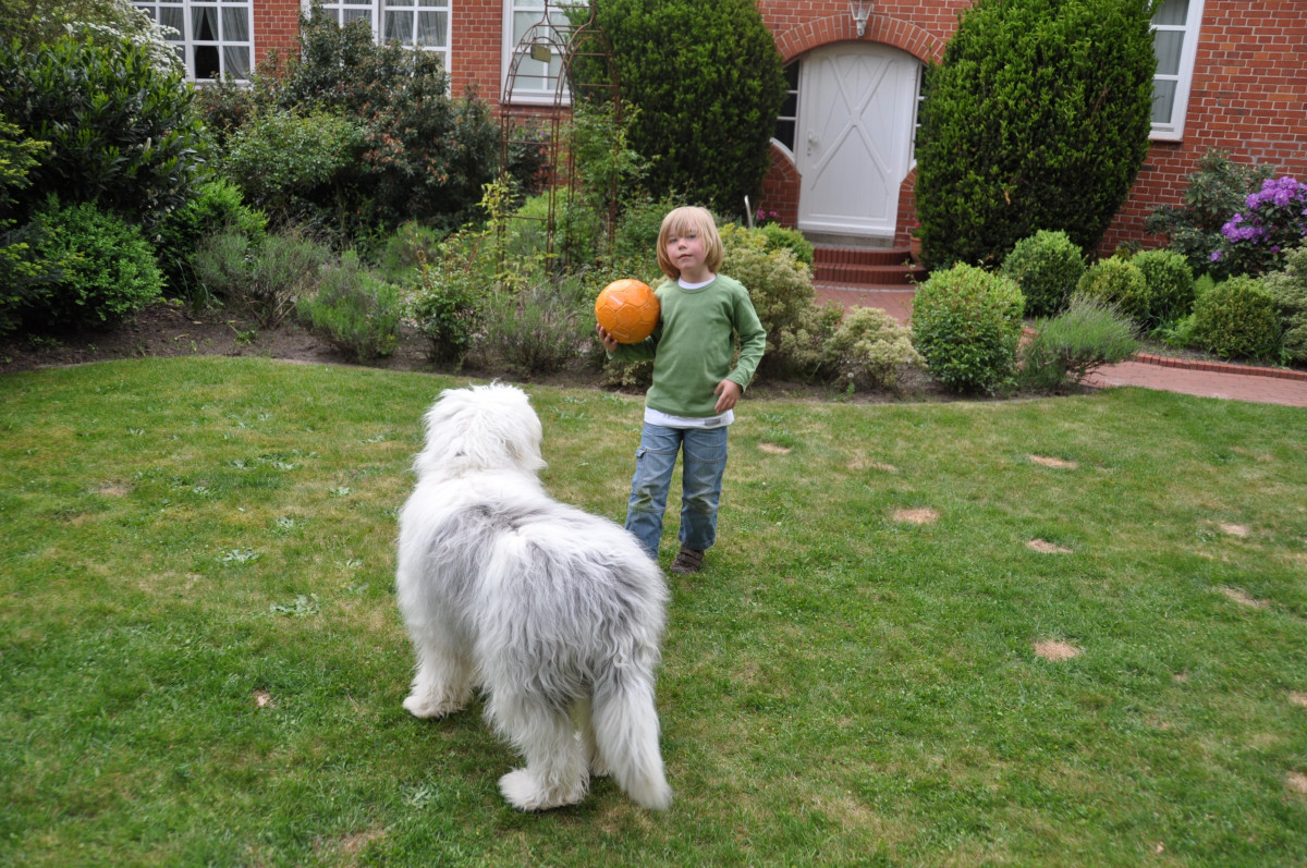 A child and a dog playing on the front yard