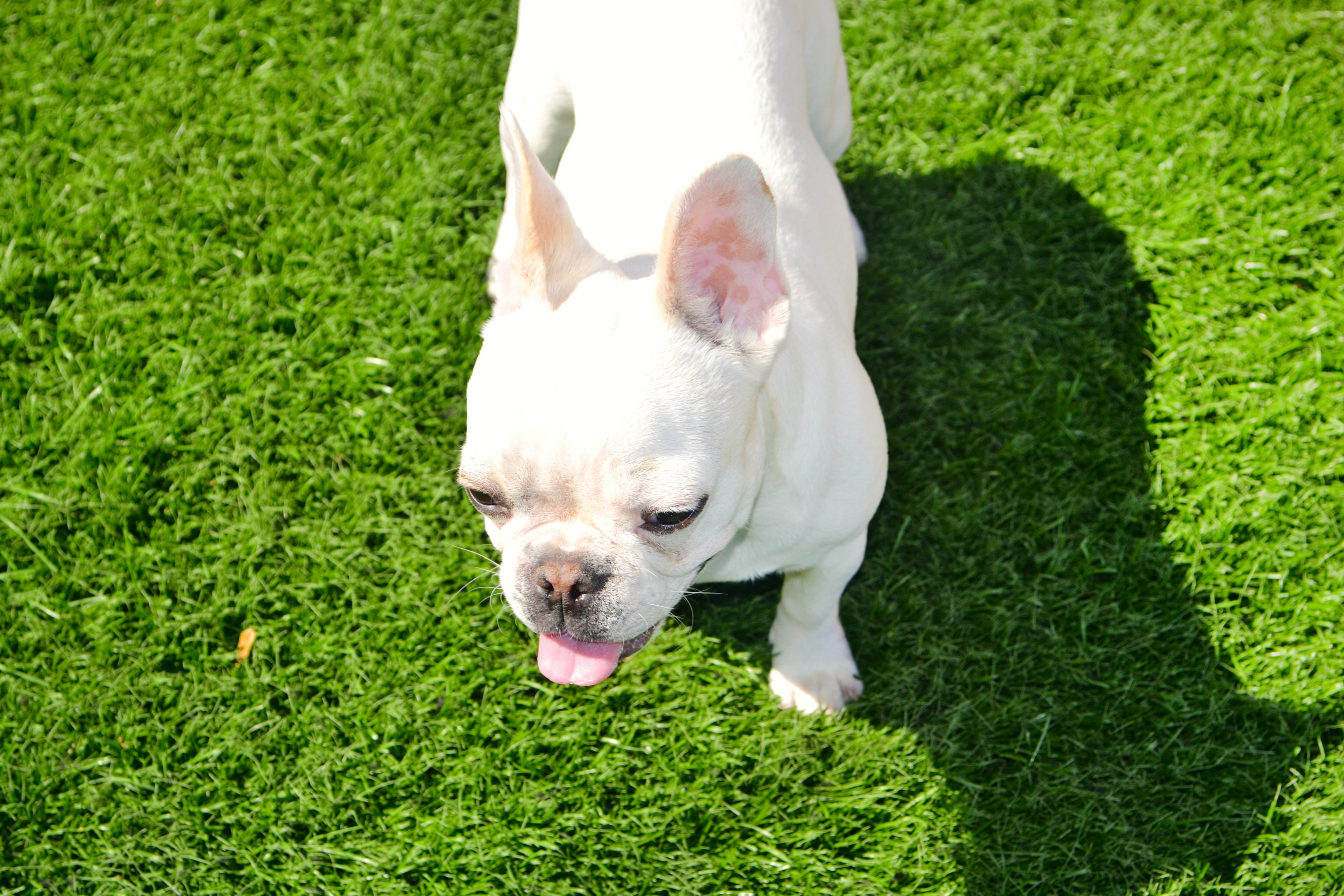 A white dog on an artificial lawn