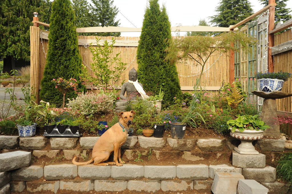 A dog posing on raised beds