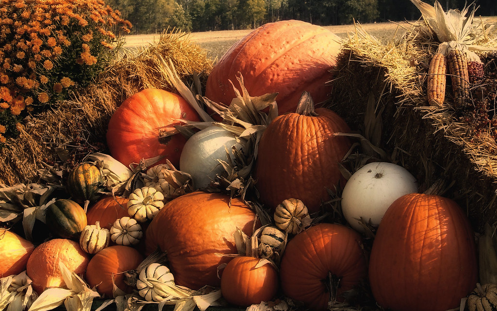 A pile of autumn harvest - mostly pumpkins.