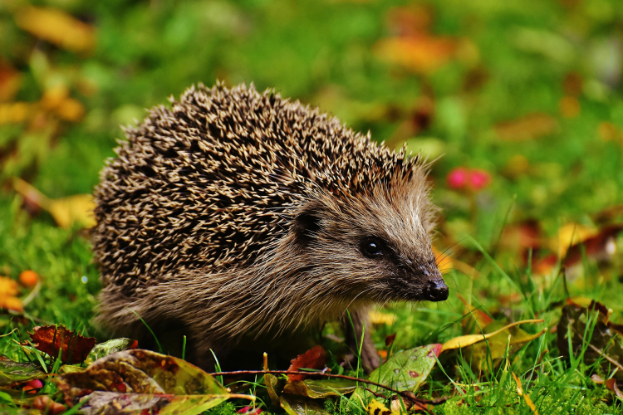 Hedgehog on grass.