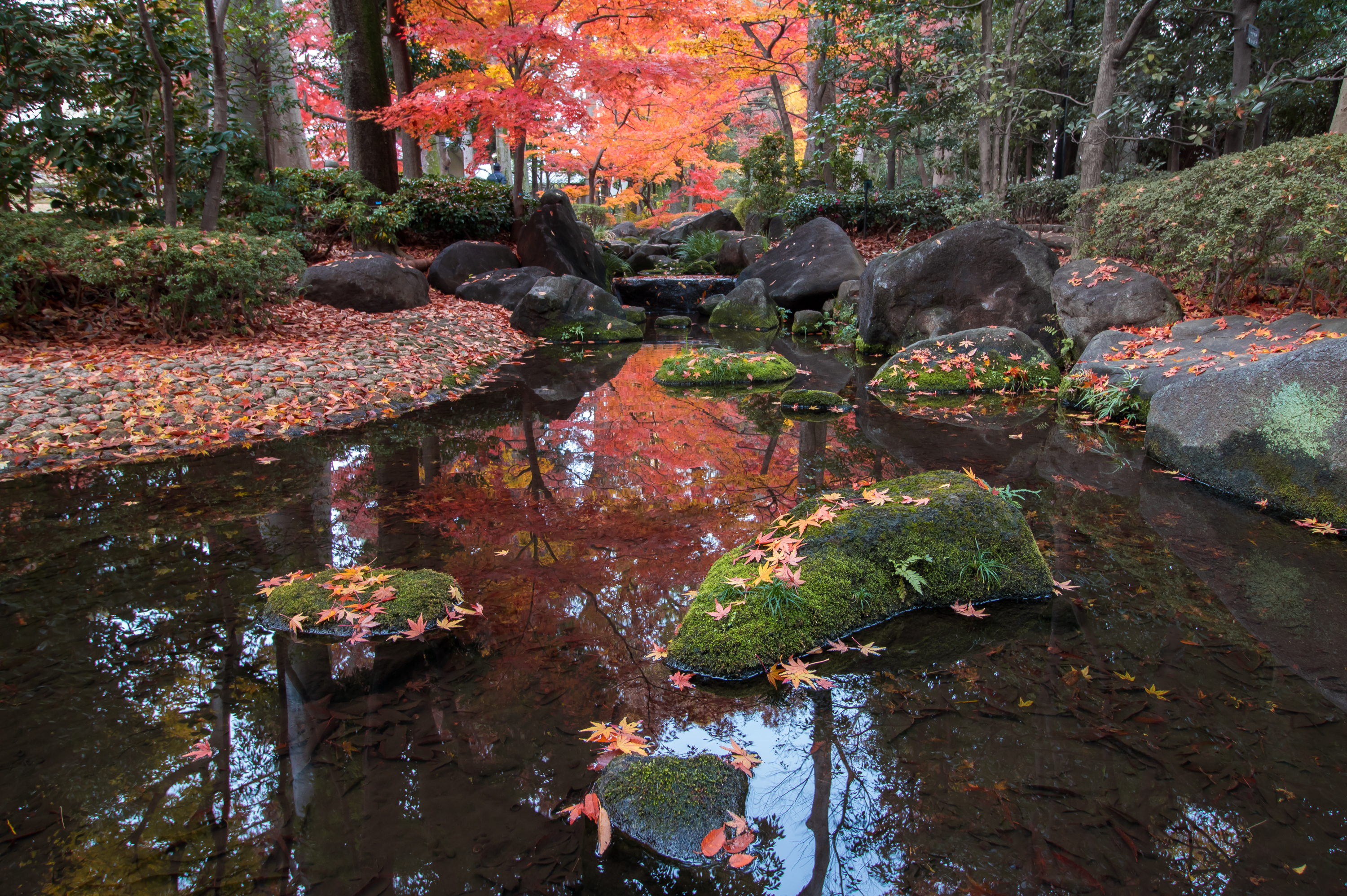 Forest pond that reflects the changing colour of the trees to autumn's shade.