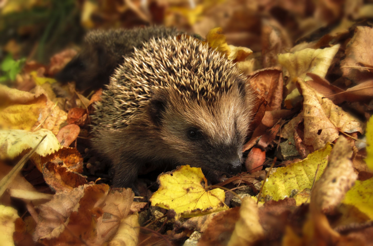 A hedgehog among the crispy, fallen autumn leaves.