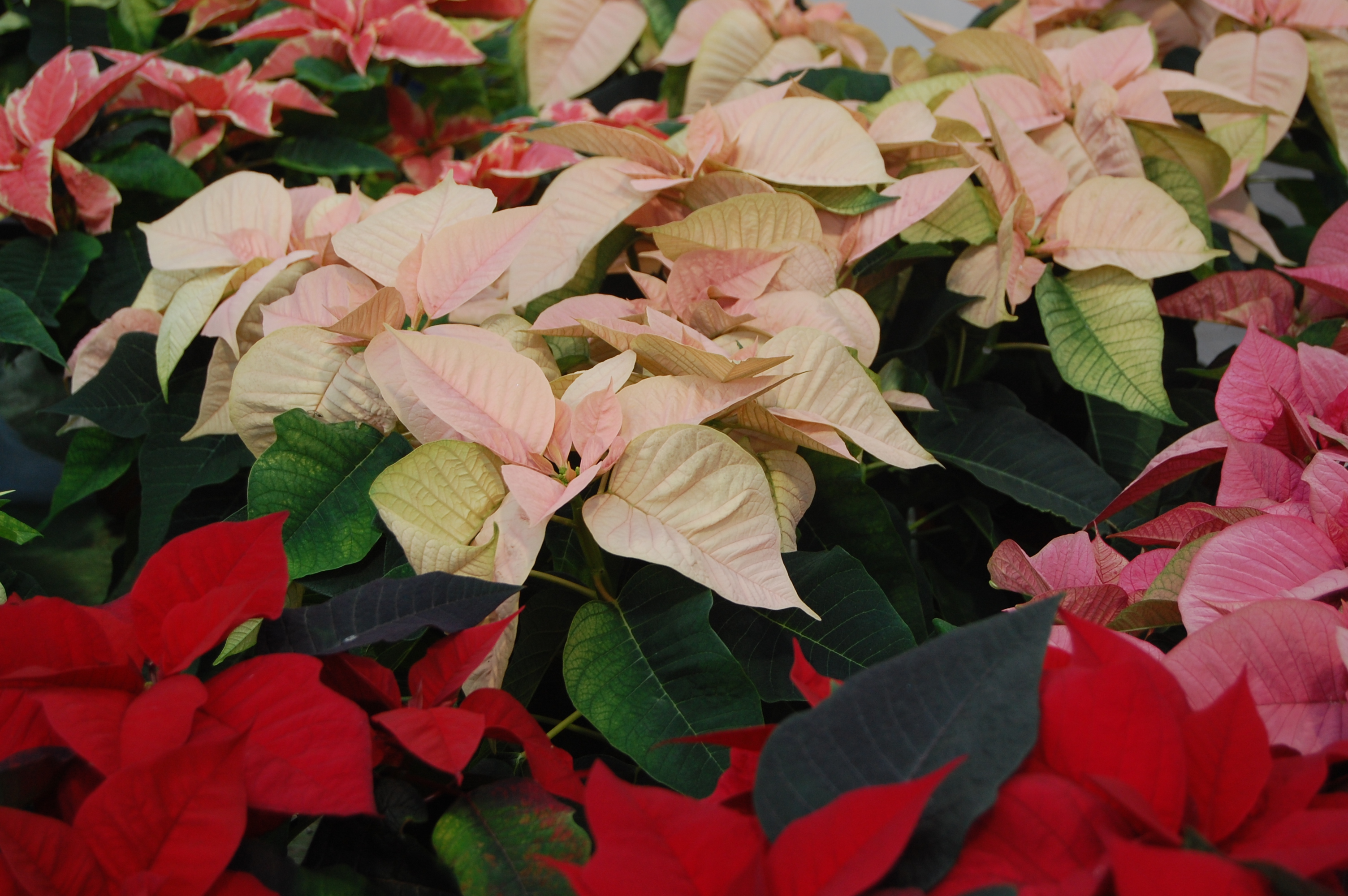 Poinsettia in autumn and winter colours - peachy yellow, pale pink, and red.