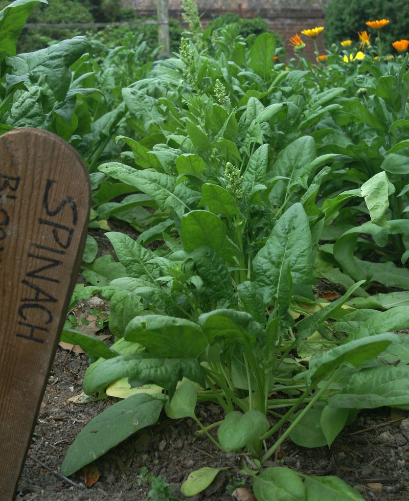 Spinach growing in the vegetable garden.