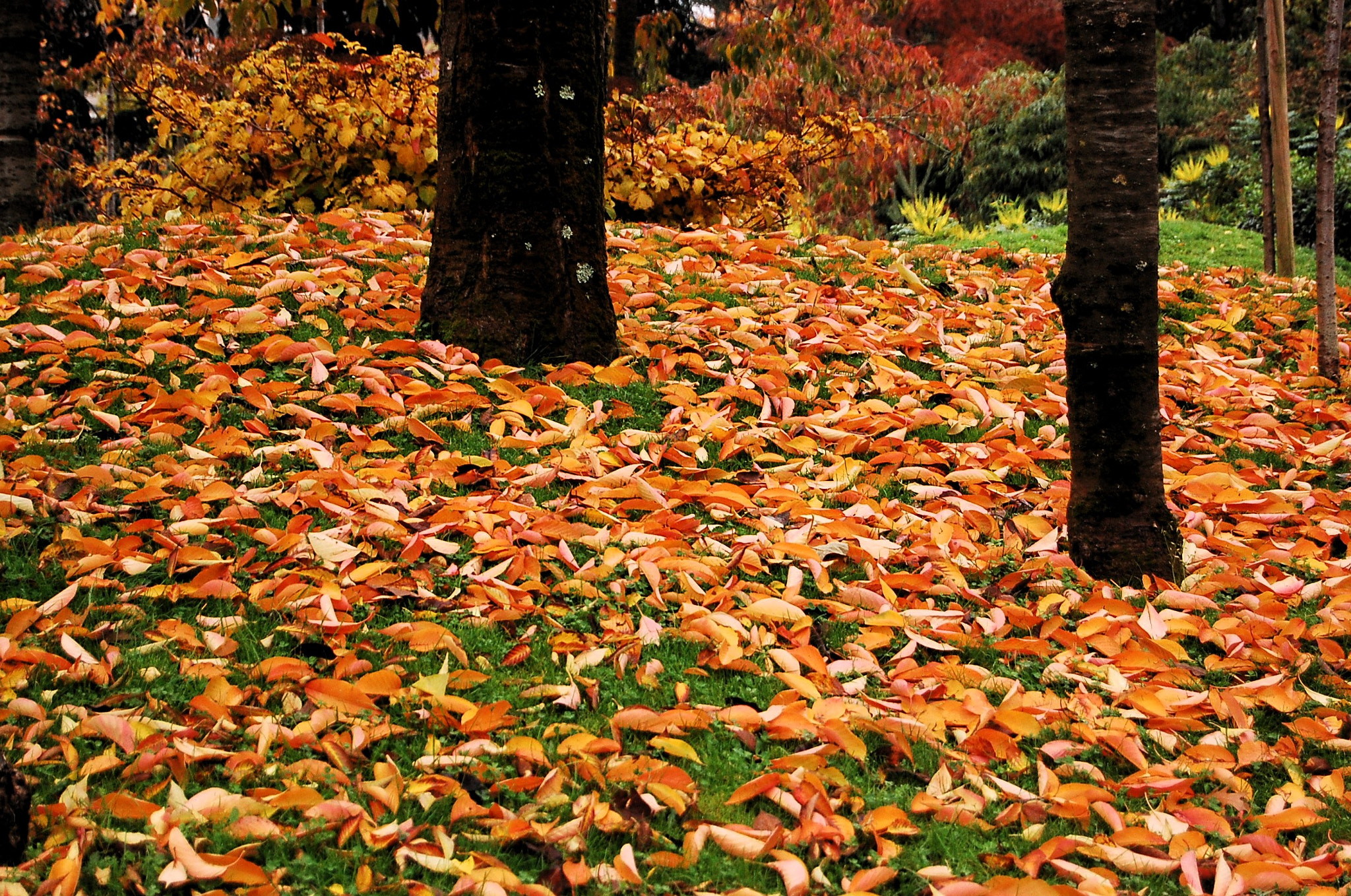 Green backyard lawn covered with crispy fallen autumn leaves.