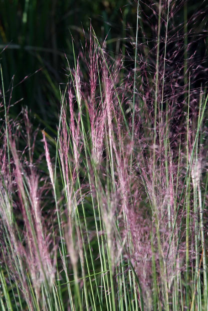 Purple moor grass.